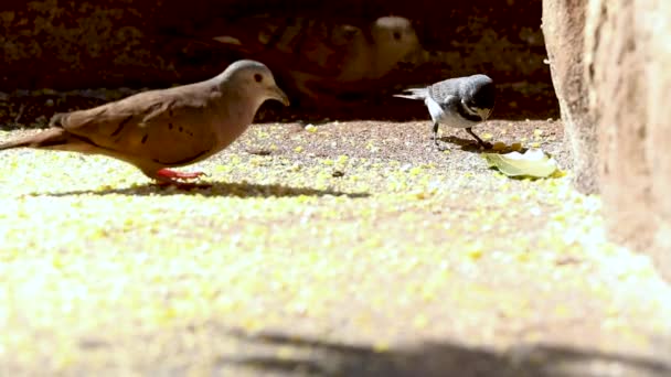 Pájaros Comiendo Maíz Molido Comedero — Vídeos de Stock