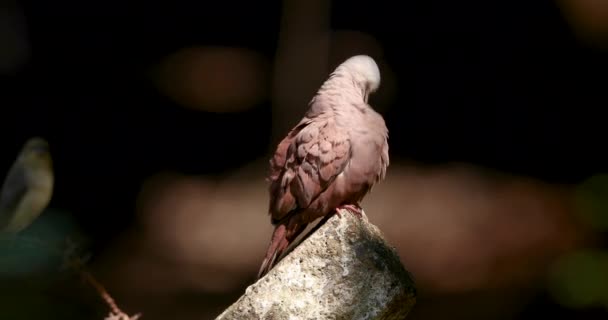 Sunbathed Dove Brazil Beautiful Bird — Stockvideo