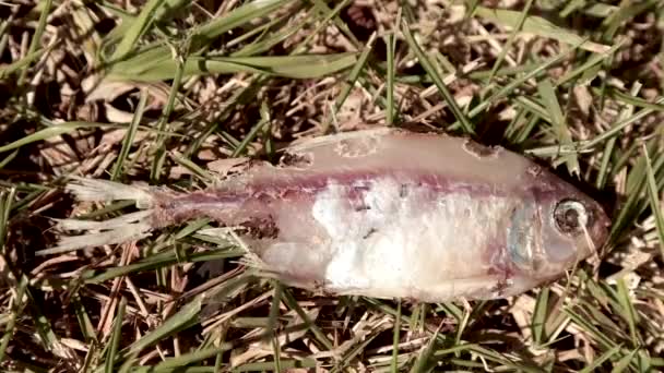 Timelapse Ants Eating Dead Fish — Vídeo de stock