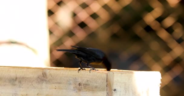 Uccelli Che Mangiano Mais Macinato Alimentatore — Video Stock