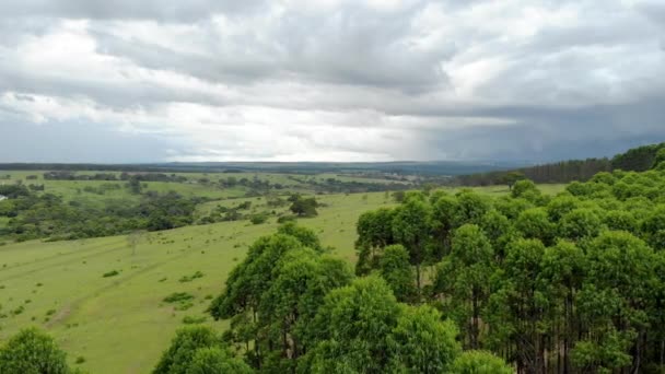 Eucalyptus Plantation Brazil Cellulose Paper Agriculture Birdseye Drone View Eucalyptus — 图库视频影像