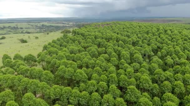 Eucalyptus Plantation Brazil Cellulose Paper Agriculture Birdseye Drone View Eucalyptus — Stok video