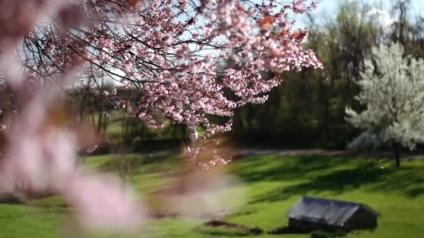 Fleur Cerisier Soufflant Dans Vent — Video