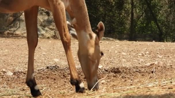 Close Gimbal Shot Deer Eating Zoo — Stockvideo