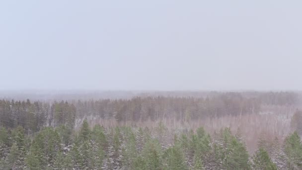 Snowfall Green White Conifer Forest Filmed Drone Snowflakes Dancing Air — Stok video