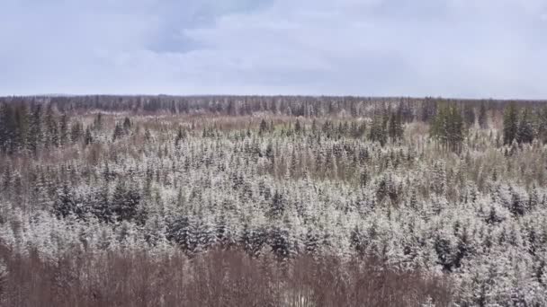 Snow Flight Snow Covered Some Places Still Green Forest Drone — Wideo stockowe