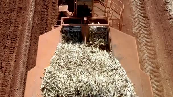 Automated Tractor Planting Sugar Cane Brazil — Stok video