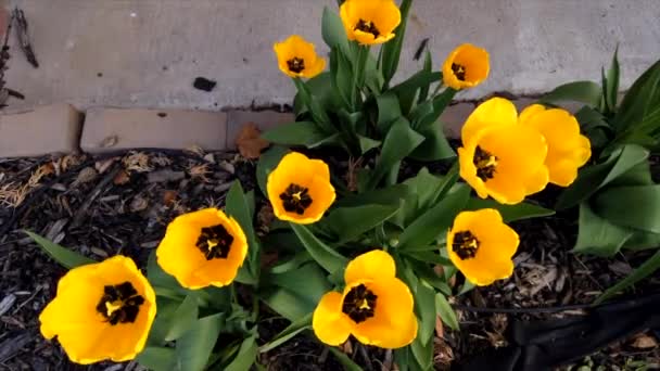 Time Lapse Group Tulips Closing Grows Closer Night — Stockvideo