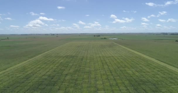 농경지 상공을 있습니다 옥수수 아름다운 풍경입니다 농작물밭을 위에서 바라본 — 비디오