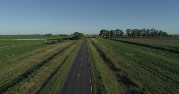 Route Corn Fields Flight Cornfield Green Soybeans Crop Field Top — Video Stock