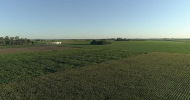 Flight Cornfield Green Soybeans Beautiful Landscape Green Field Crop Field — ストック動画