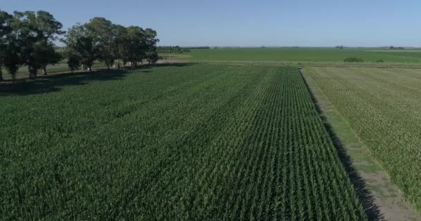 Flight Cornfield Green Soybeans Beautiful Landscape Green Field Crop Field — Stok video