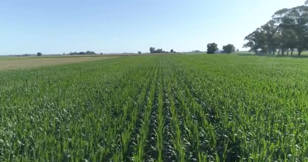 Flight Cornfield Green Soybeans Beautiful Landscape Green Field Crop Field — ストック動画