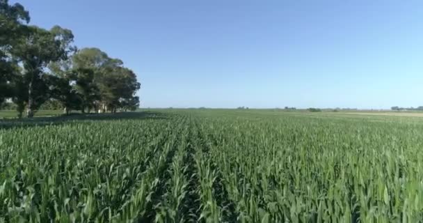 Flight Cornfield Green Soybeans Beautiful Landscape Green Field Crop Field — Vídeos de Stock