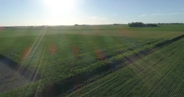 Voo Sobre Milheiral Soja Verde Bela Paisagem Campo Verde Campo — Vídeo de Stock