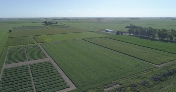 Flight Cornfield Green Soybeans Beautiful Landscape Green Field Crop Field — ストック動画
