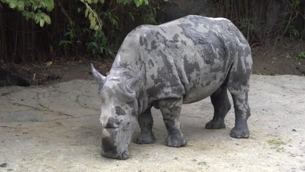 Muddy Rhino Rhinoceros Living Dirts Mud Life Zoo Wildlife Sanctuary — 图库视频影像