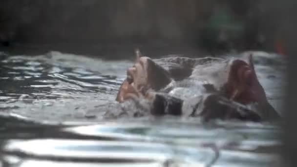 Κοντινό Πλάνο Ρινόκερος Ρινόκερος Κολυμπά Στο Νερό Περπατώντας Κατά Μήκος — Αρχείο Βίντεο