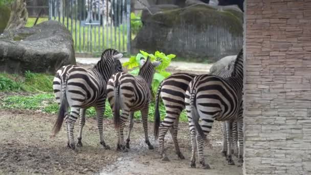 Group Zebras Zeal Zoo Wildlife Animal Sanctuary — Stok Video