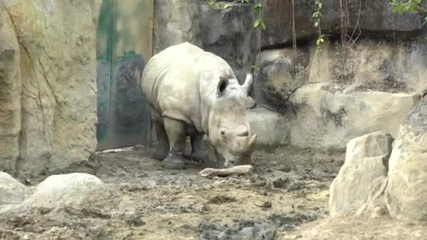 Белый Носорог Живущий Заповеднике Дикой Природы Зоопарка — стоковое видео