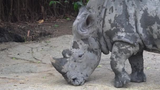 Rhino Rhinoceros Covered Dirts Living Mud Zoo Wildlife Sanctuary — Video Stock