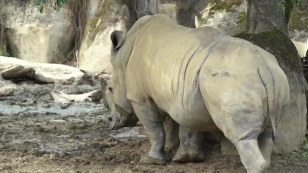 White Rhino Rhinoceros Relaxing Zoo Wildlife Sanctuary — Vídeo de stock