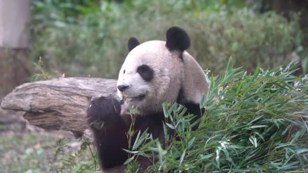 Famous Giant Panda Living Zoo Wildlife Sanctuary Eating Bamboo Leaves — Stockvideo