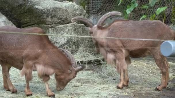Mountain Goats Zoo Wildlife Sanctuary — 图库视频影像