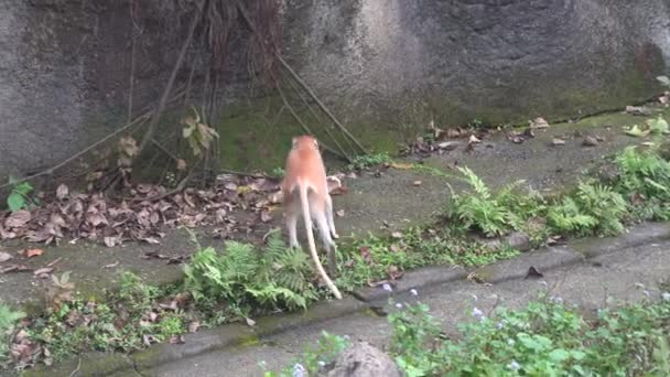 Playful Monkey Attacking Plant Natural Habitat — Stockvideo