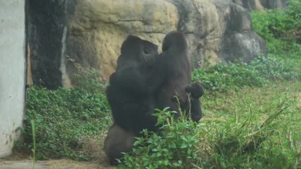 Chimpanzee Family Hugging Zoo Wildlife Sanctuary — 图库视频影像