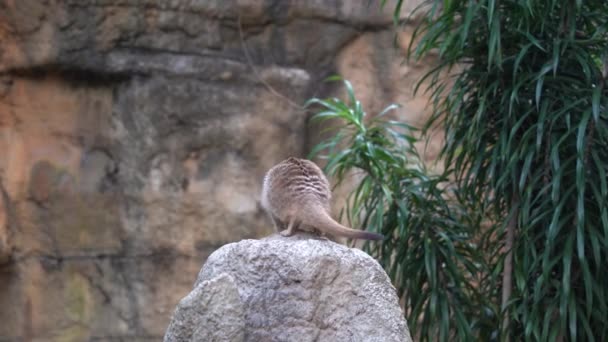 Suricata Animal Una Pequeña Mangosta Con Hocico Puntiagudo Pie Roca — Vídeo de stock