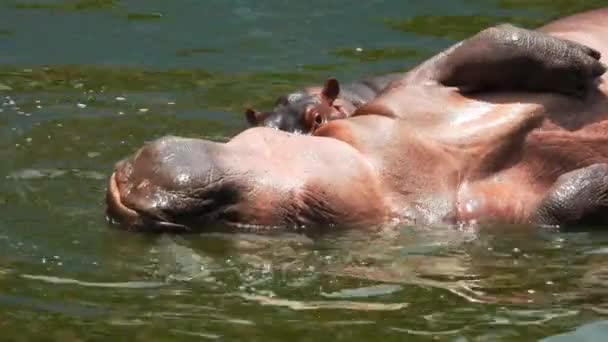 Close Hippos Jogando Tanque Água Zoológico Dia Ensolarado Gimbal — Vídeo de Stock