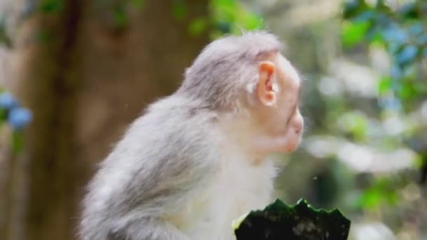 Close Gimbal Shot Monkey Eating Watermelon Zoo — ストック動画