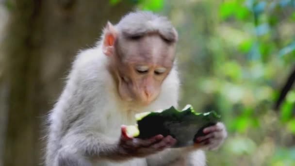 Close Shot Monkey Eating Watermelon Zoo Day Gimbal — ストック動画