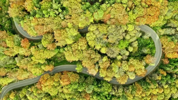 Idyllic Trip Driving Autumn Colored Forest Winding Curves Red Car — Stockvideo