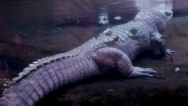 Ein Sehr Seltener Aber Gefährlicher Alligator Einem Aquarium Dem Viele — Stockvideo
