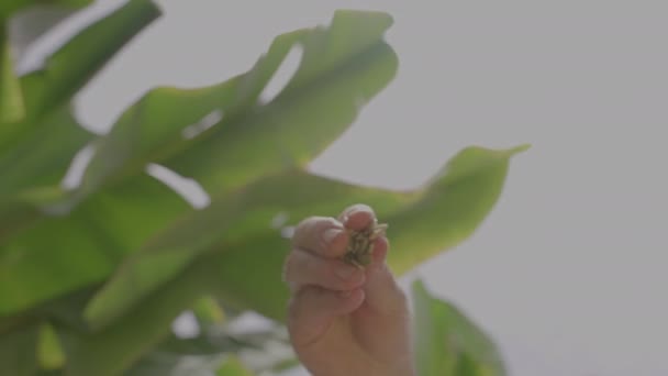 Chef Hand Adding Seeds Dish Preparing Vegetarian Meal Seeds — Stockvideo