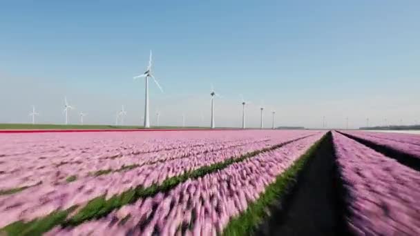 Dutch Red Pink Tulips Field Wind Turbines Generating Renewable Energy — Wideo stockowe