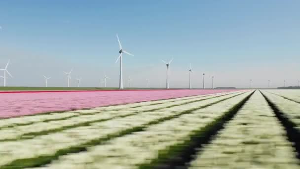 Beautiful Field Dutch Tulips Summer Wind Farm North Holland Netherlands — ストック動画