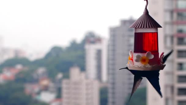 Pájaro Zumbido Cámara Lenta Volando Bebiendo Néctar Con Ciudad Fondo — Vídeo de stock