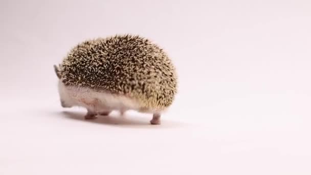 Hedgehog White Background Spun Human Hand Photoshoot Cute Heck — Wideo stockowe
