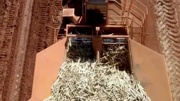 Automated Tractor Planting Sugar Cane Brazil — Stockvideo