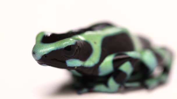 Poison Dart Frog Macro Closeup Breathing Slomo — Stock Video