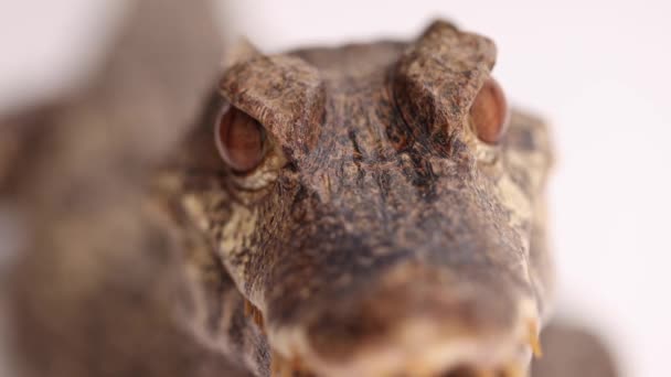 Cuviers Dwarf Caiman Macro Face Closeup — Video Stock