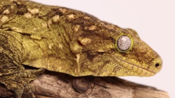 Tokay Gecko Macro Tongue Licking 120Fps Super Slomo Close — Stockvideo