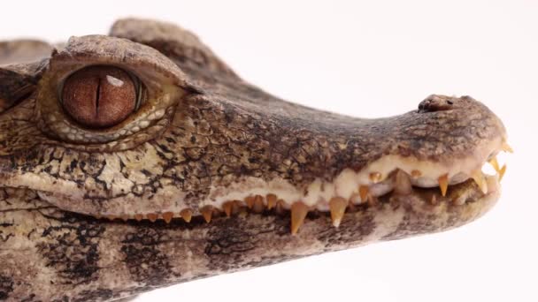 Caiman Closeup Macro Cuviers Drawf Crocodilian — Stok video