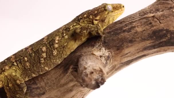 Tokay Gecko Walking Log Super Slomo — 图库视频影像