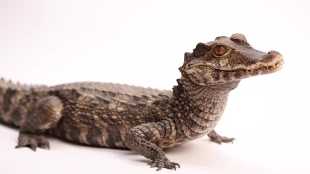 Cuviers Dwarf Caiman Rotating Smooth View White Background — Vídeo de stock