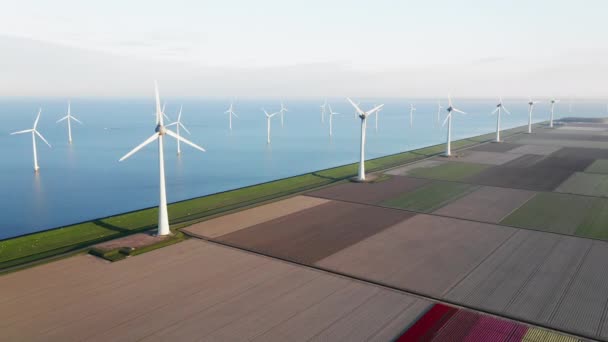 Dutch Tulips Wind Turbines Ijsselmeer Flevoland Netherlands Aerial — Stock Video