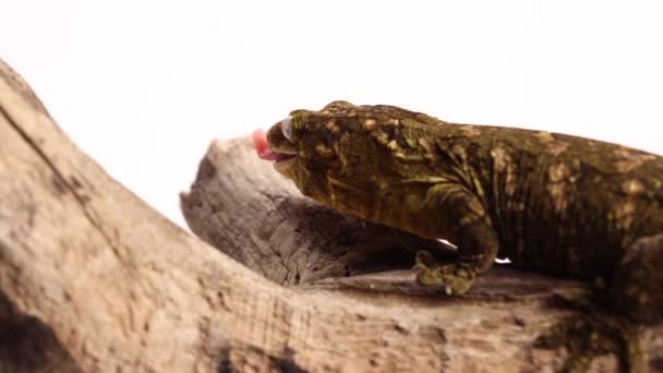 Tokay Gecko Licks Wood Log Super Slomo — ストック動画